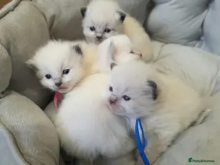 Ragdoll cats Gccf registered ragdoll kittens - Advert 1