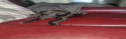 Mixed Breed dogs for sale: Whippet X Lurcher Puppies - Advert 2