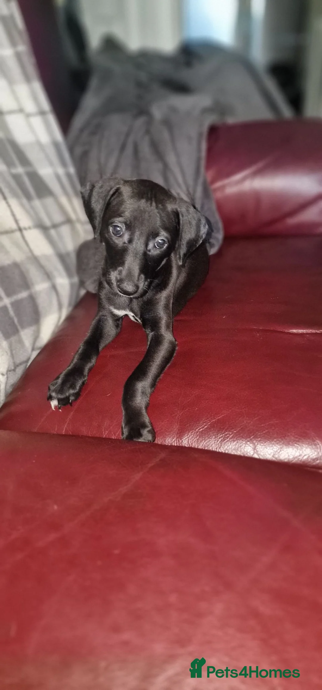 Mixed Breed dogs for sale: Whippet X Lurcher Puppies - Advert 2