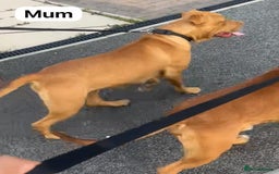 Mastiff dogs for sale: Mastiff  - Advert 2