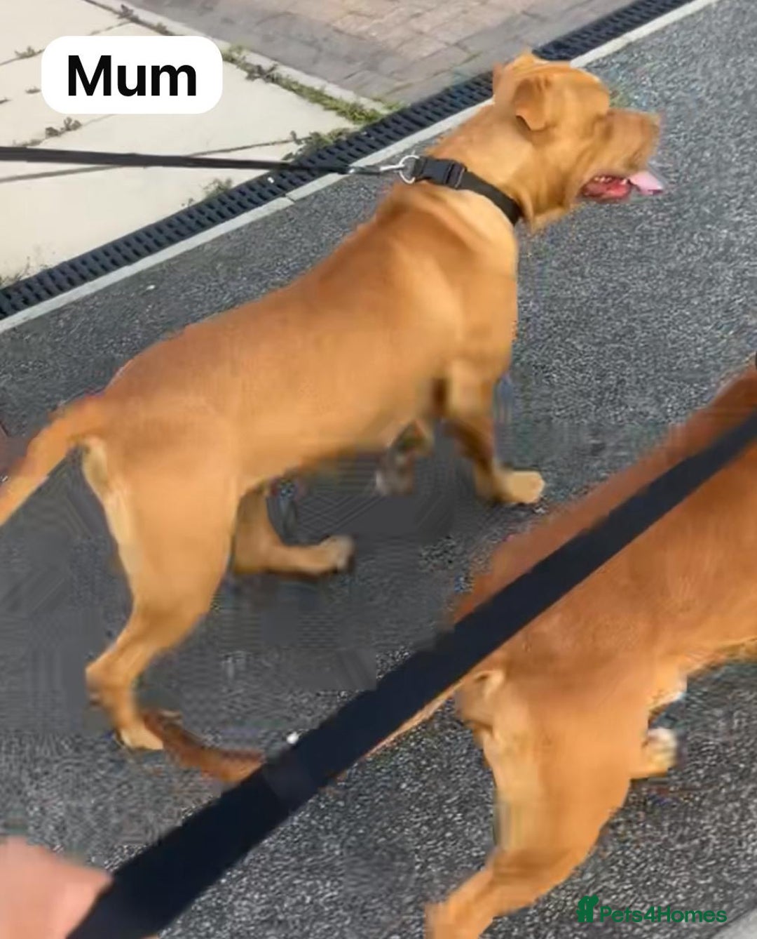 Mastiff dogs for sale: Mastiff  - Advert 2