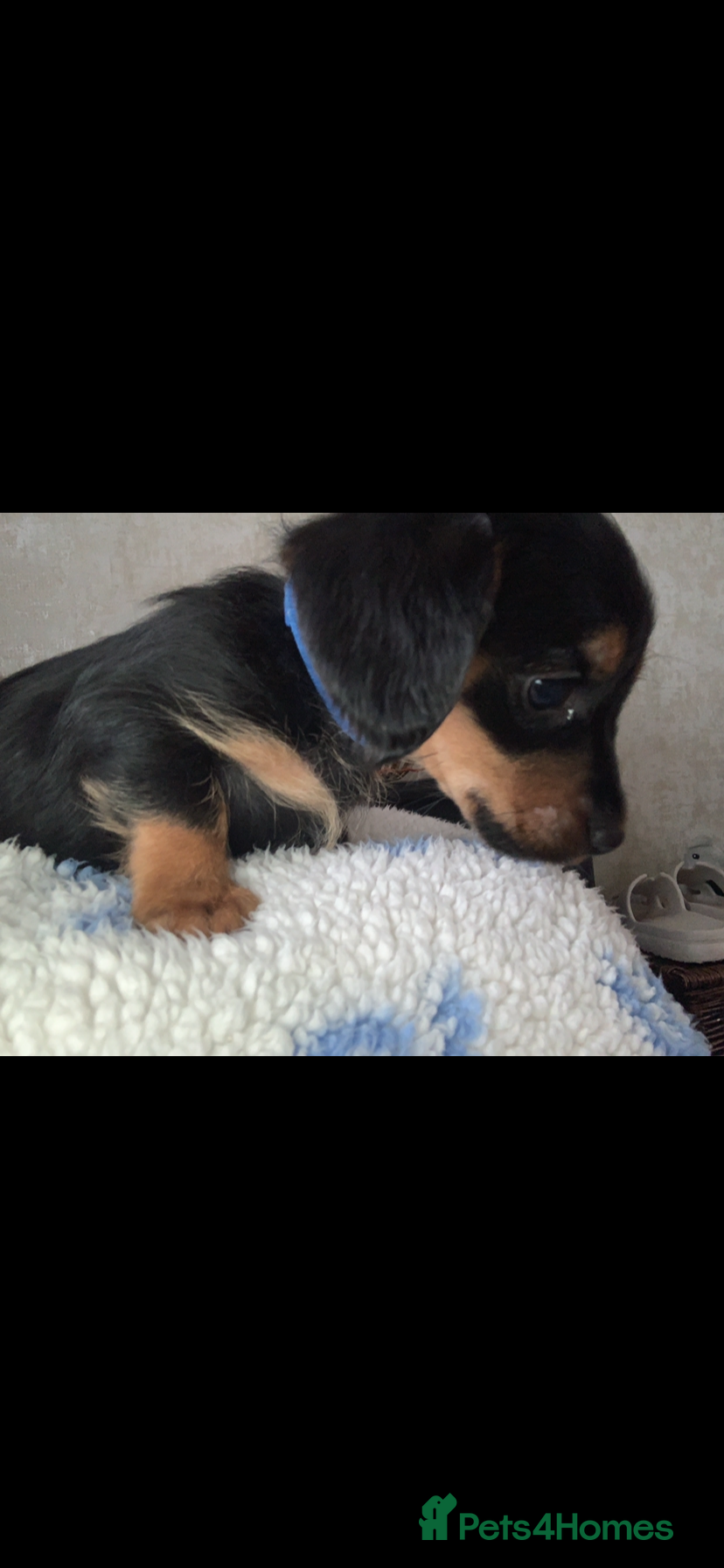 Mixed Breed dogs Yorkshire terrier/dachund LAST BOY.  - Advert 13