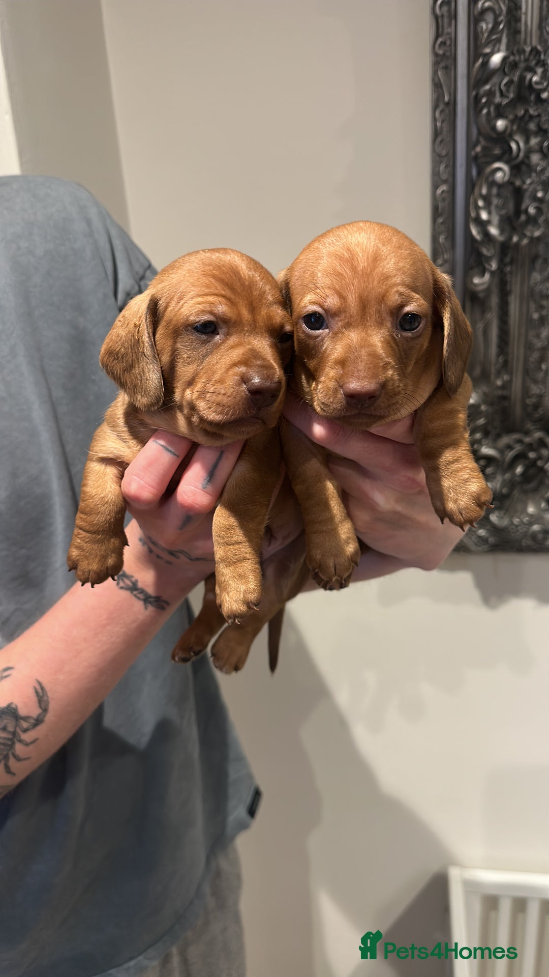 Miniature Dachshund dogs for sale: Miniature dachshund PRA CLEAR  in Portsmouth - Image 1