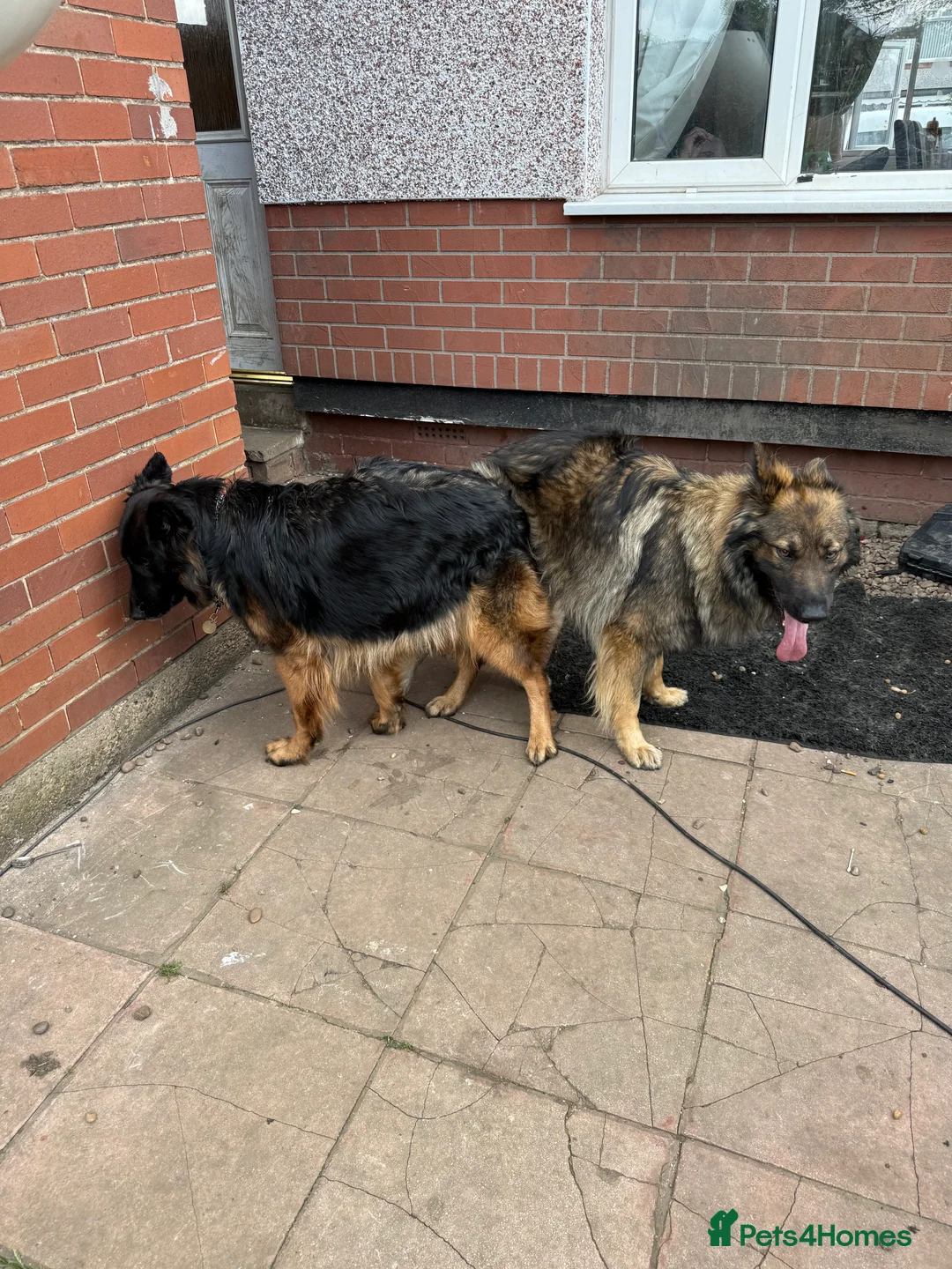 German Shepherd dogs for stud: FOR STUD (PROVEN)  in Doncaster - Advert 16