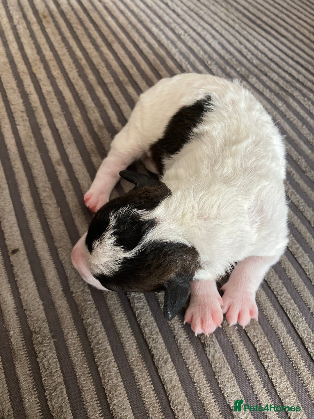 Jackapoo dogs for sale: @@GORGEOUS JACKAPOO PUPPIES@@ - Image 11