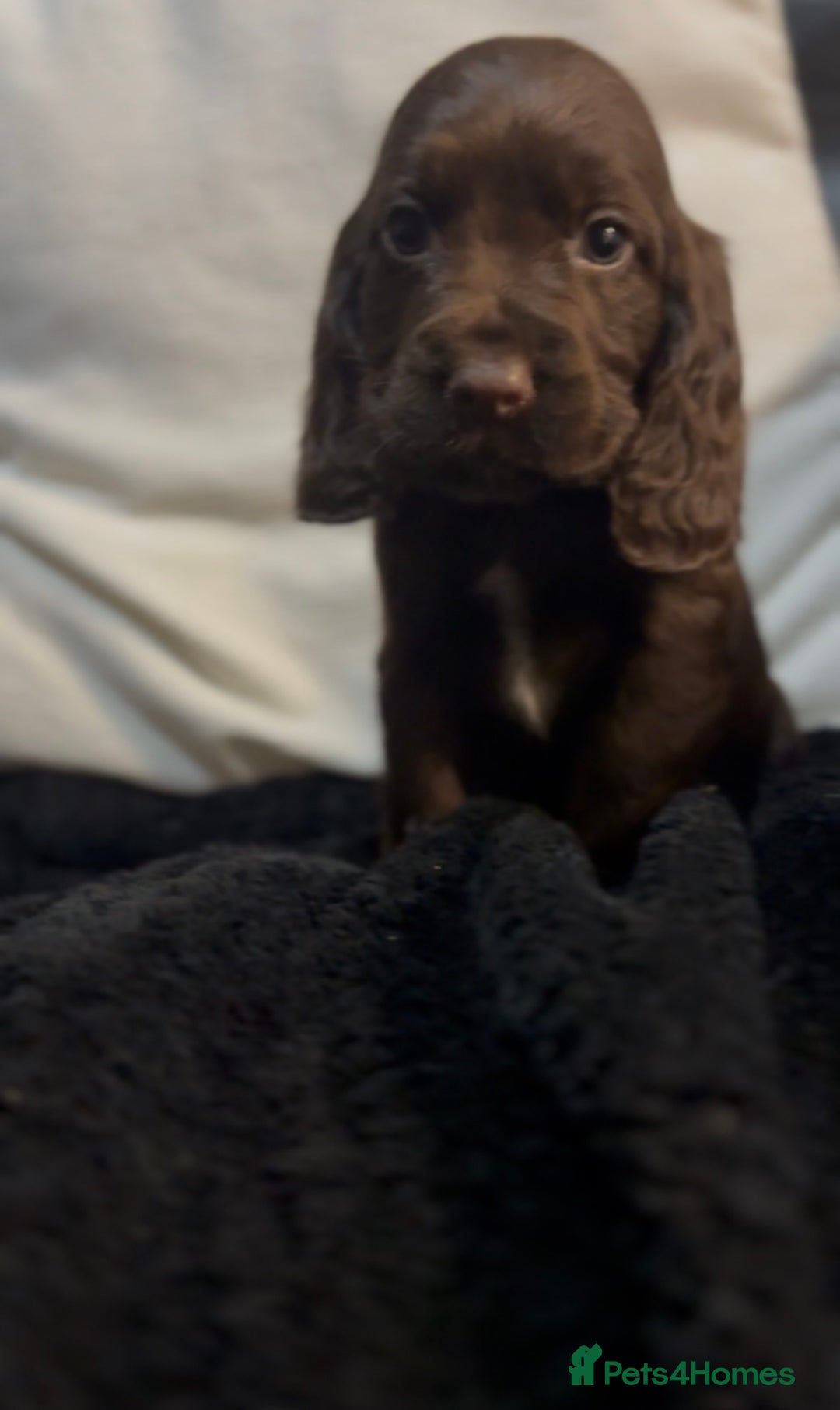 Cockapoo dogs for sale: Adorable F1B Cockapoos❤️💙 🐾 - Advert 3