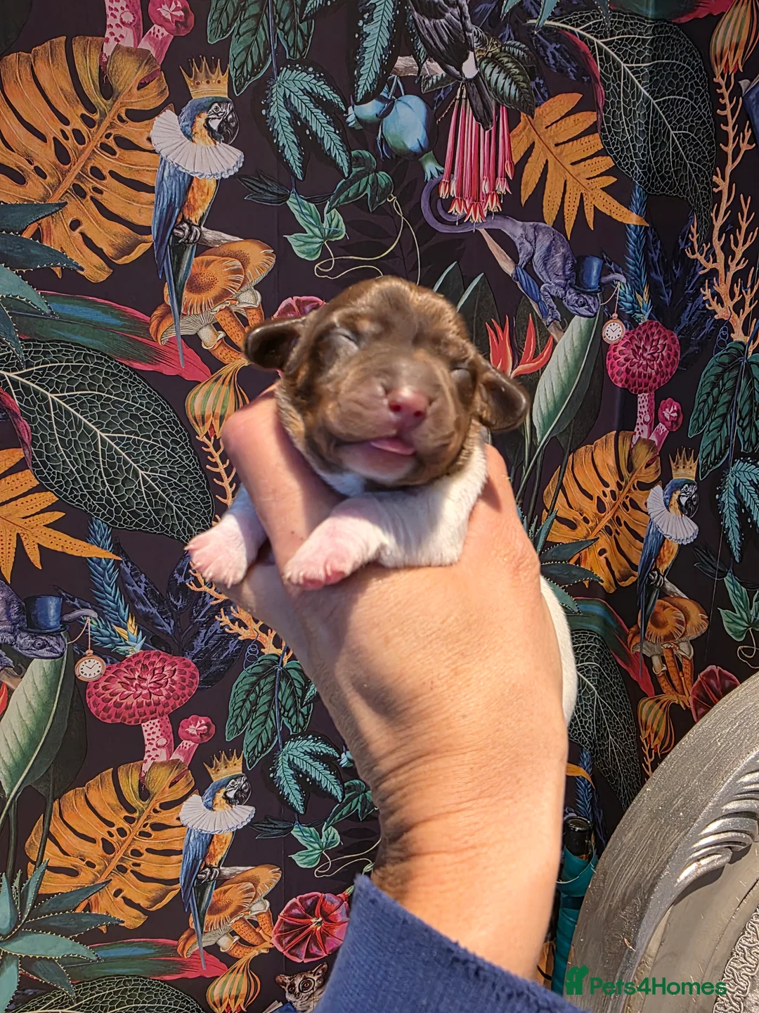 Miniature Dachshund dogs for sale: Miniature Dachshund  - Advert 1