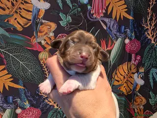 Miniature Dachshund dogs Miniature Dachshund - Advert 12