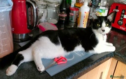 Domestic Shorthair cats for sale: 4 year old playful girl needs new home - Image 3