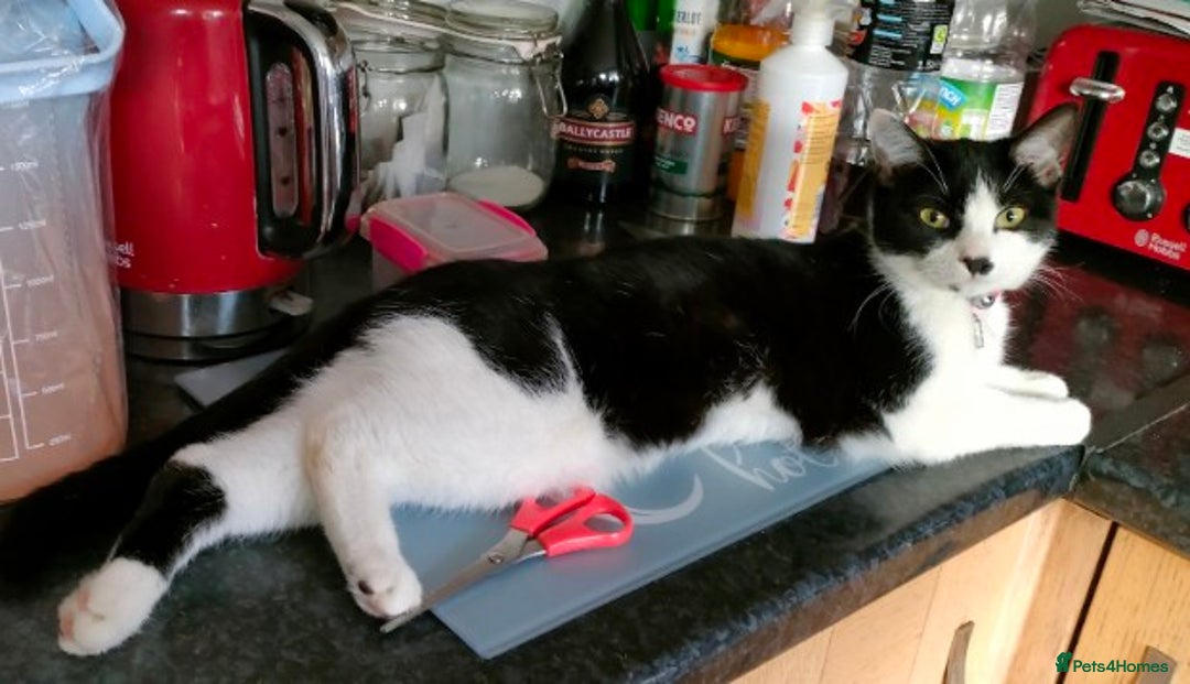 Domestic Shorthair cats for sale: 4 year old playful girl needs new home - Image 3