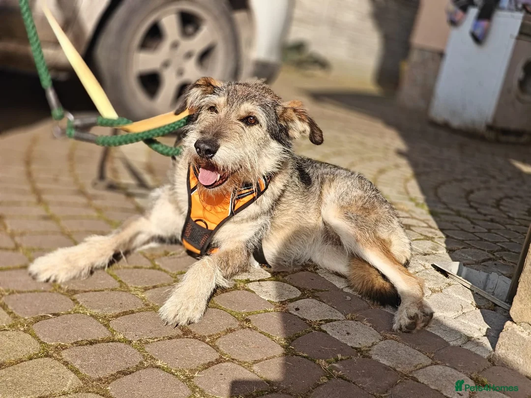Mixed Breed dogs for adoption: ❤️OXY❤️Large• Scruffy •Gentle • Playful • Loving - Advert 10