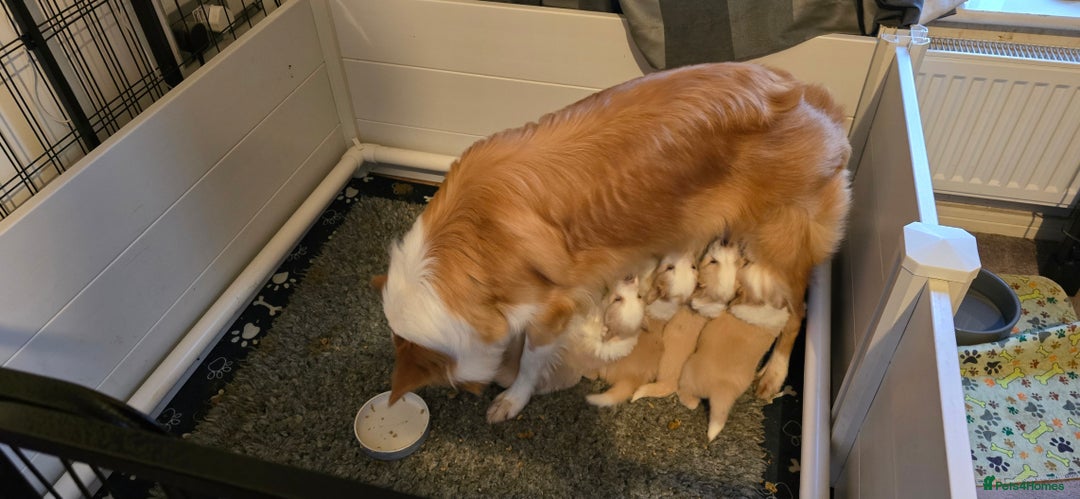 Border Collie dogs for sale: Beautiful EE-Red/Golden Long Haired Border Collies - Advert 2