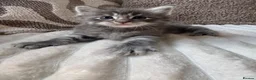 Ragcoon cats for sale: Gorgeous Mainecoon x ragdoll babies  - Advert 16