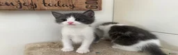 Mixed Breed cats for sale:     4 Beautiful Kittens Ready for Forever Homes ❤️ - Advert 16