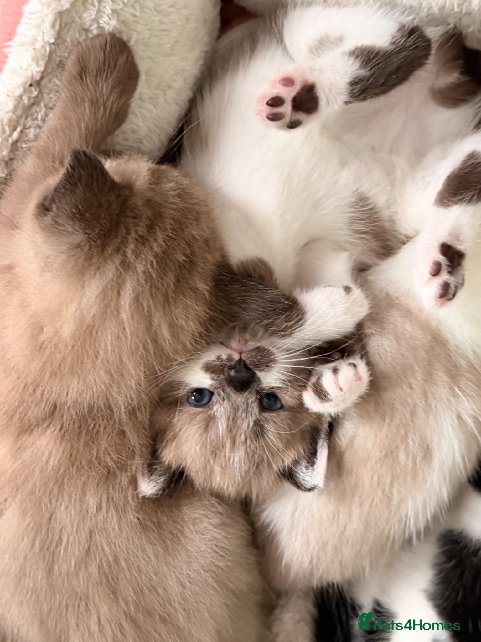 Ragdoll cats One female Ragdoll left ready to go June 28th - Advert 4