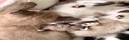 Ragdoll cats for sale: female Ragdoll, ready to go June 26th June - Advert 3