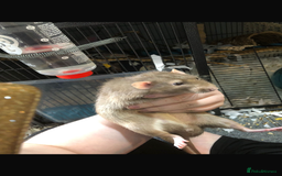 Rat rodents for sale: 3 in tact male rats - Image 4