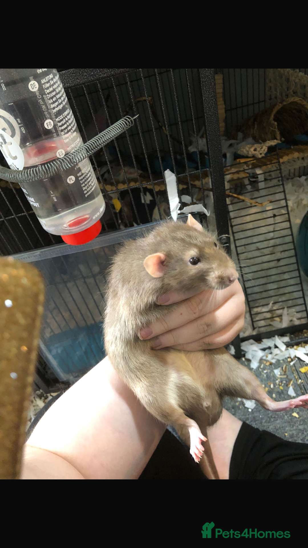 Rat rodents for sale: 3 in tact male rats - Image 4