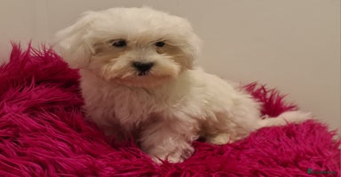 Maltipoo dogs - Advert 2
