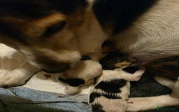 Jack Russell dogs for sale: Mini Jack Russel Bitch 9 weeks old  - Image 2