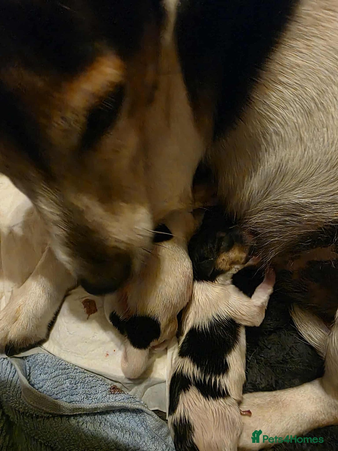 Jack Russell dogs for sale: Mini Jack Russel Bitch 9 weeks old  - Image 2