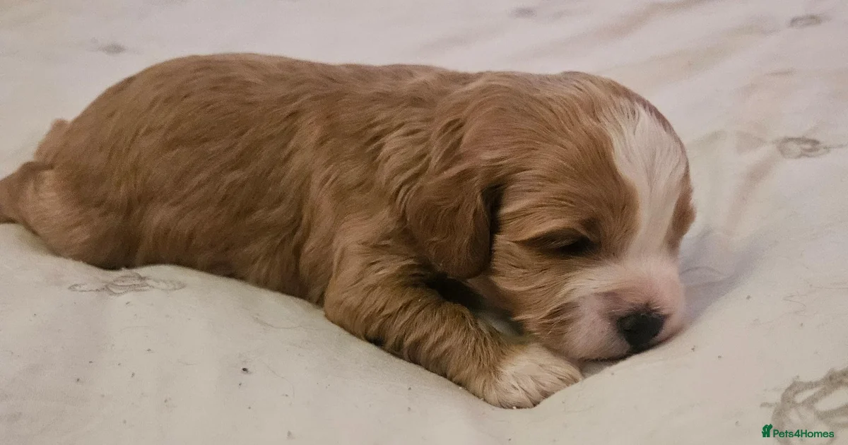Cavapoo Puppies for sale | Pets4Homes