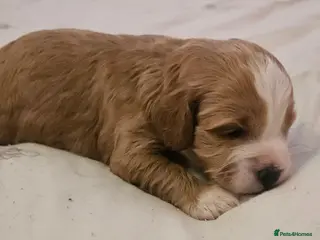 Cavapoo dogs Extensively health tested F1B cavapoo puppies - Advert 4