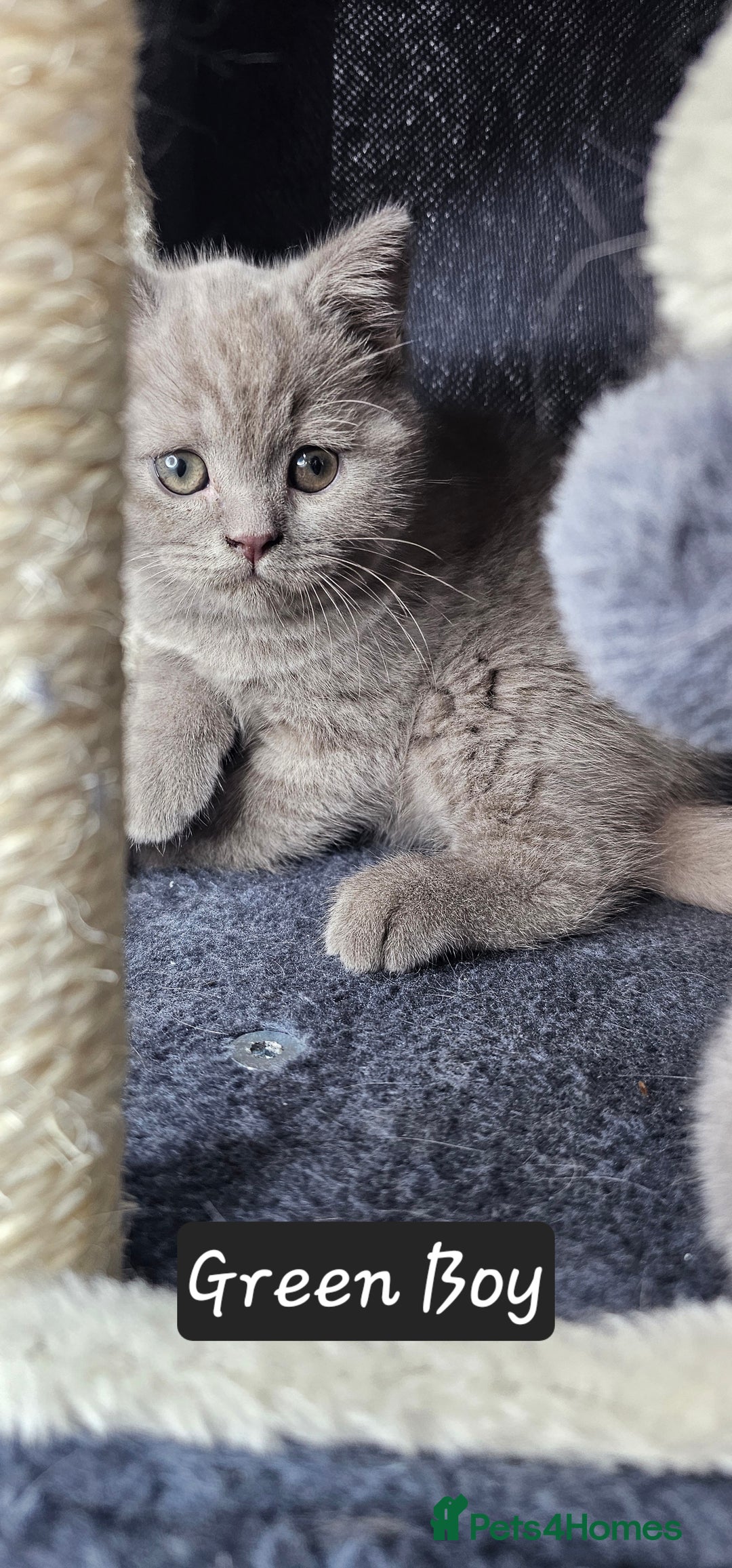 British Shorthair cats for sale: British short hair kittens - Advert 32