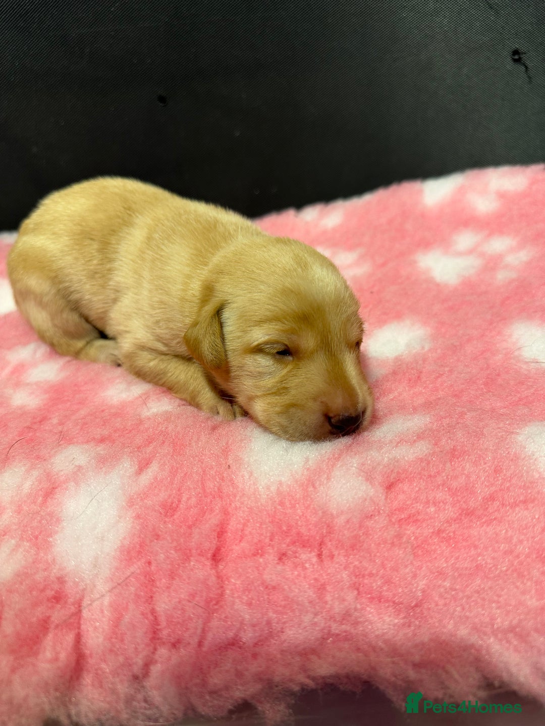 Labrador Retriever dogs for sale: Ftch sired Labrador puppies  - Image 15