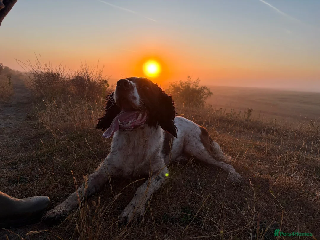 English Springer Spaniel dogs for sale: Barney  in Boston - Advert 1
