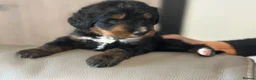 Bernedoodle dogs for sale: standard F1 Bernadoodles  - Advert 9