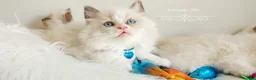 Ragdoll cats for sale: READY😻PURE BEAUTIFUL RAGDOLL 😻😻😻 - Advert 13