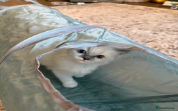 Ragdoll cats for sale: 🎀 Purebred European Ragdoll kittens 🎀  - Image 2