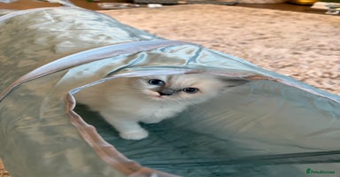 Ragdoll cats - Advert 12