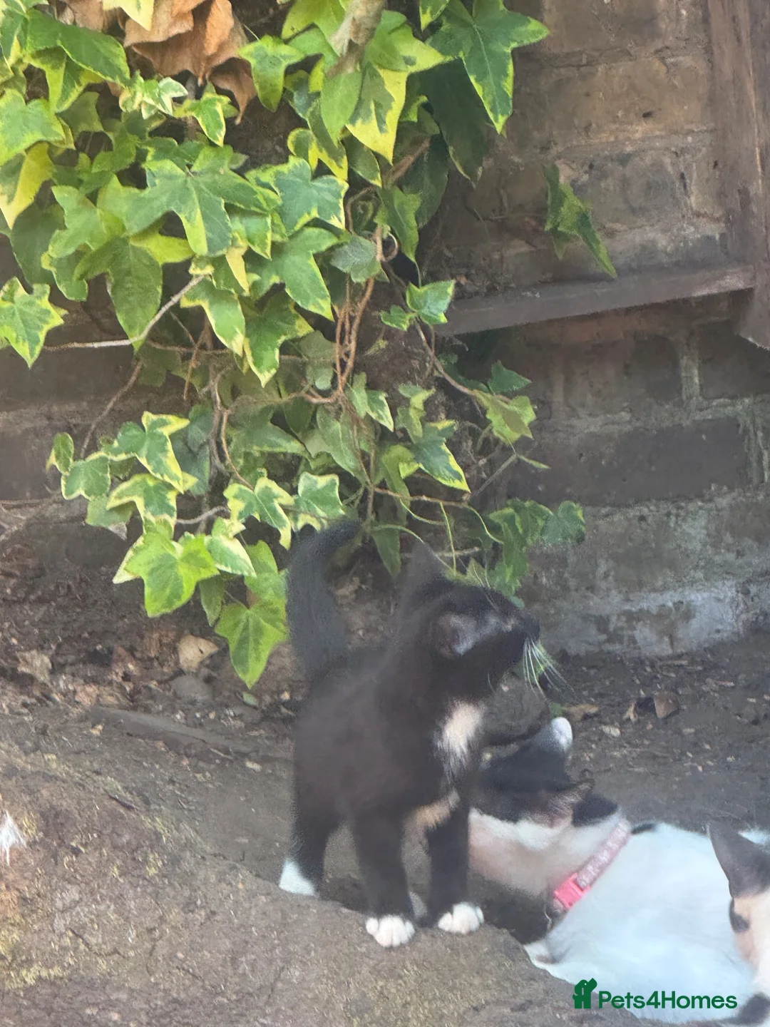 Mixed Breed cats for sale: One little boy look for nice family  - Advert 2