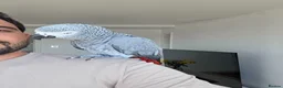 Parrots birds for sale: Afrecan greay Parrot very tame in Bridlington - Advert 7