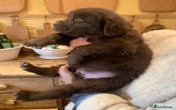 Newfoundland dogs for sale: 🐾 Beautiful Chocolate Newfoundland Puppy (LAST 1) - Image 4