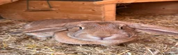 Mixed Breed rabbits for sale: 2 Female rabbits to be rehomed  - Advert 6