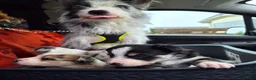 Mixed Breed dogs for sale: Beardie border x blue merle and tri coloured - Advert 11