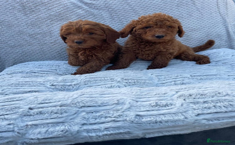 Cavapoo dogs - Advert 1