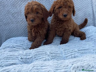 Cavapoo dogs - Advert 3