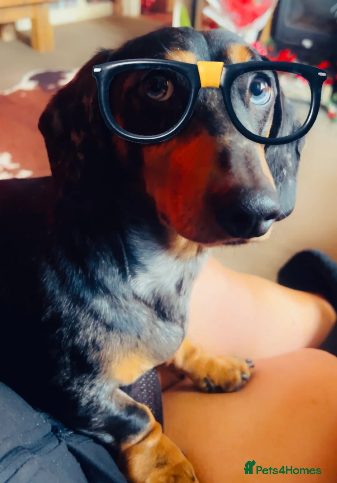 Miniature Dachshund dogs for sale: OUTSTANDING INSTAGRAM MINI DACHSHUNDS  - Advert 18