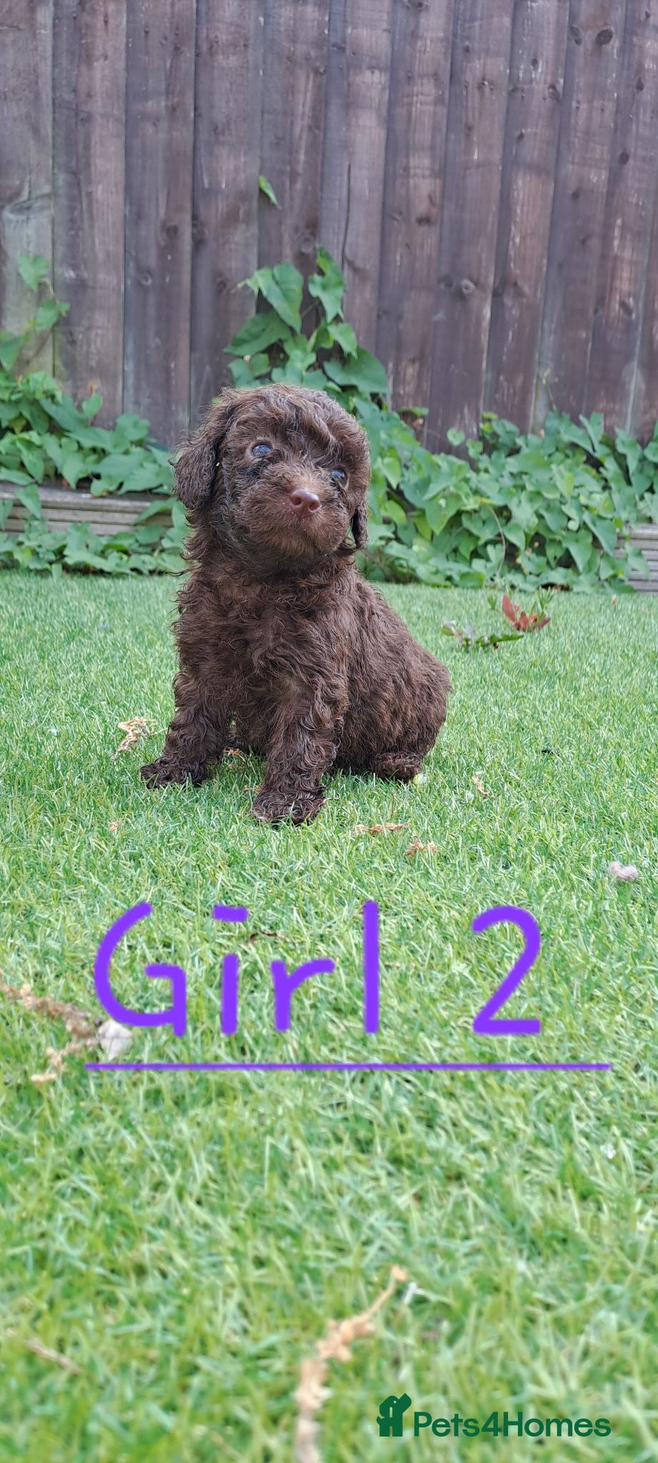 Toy Poodle dogs TINY Health clear Kc chocolate toy poodles  - Advert 5