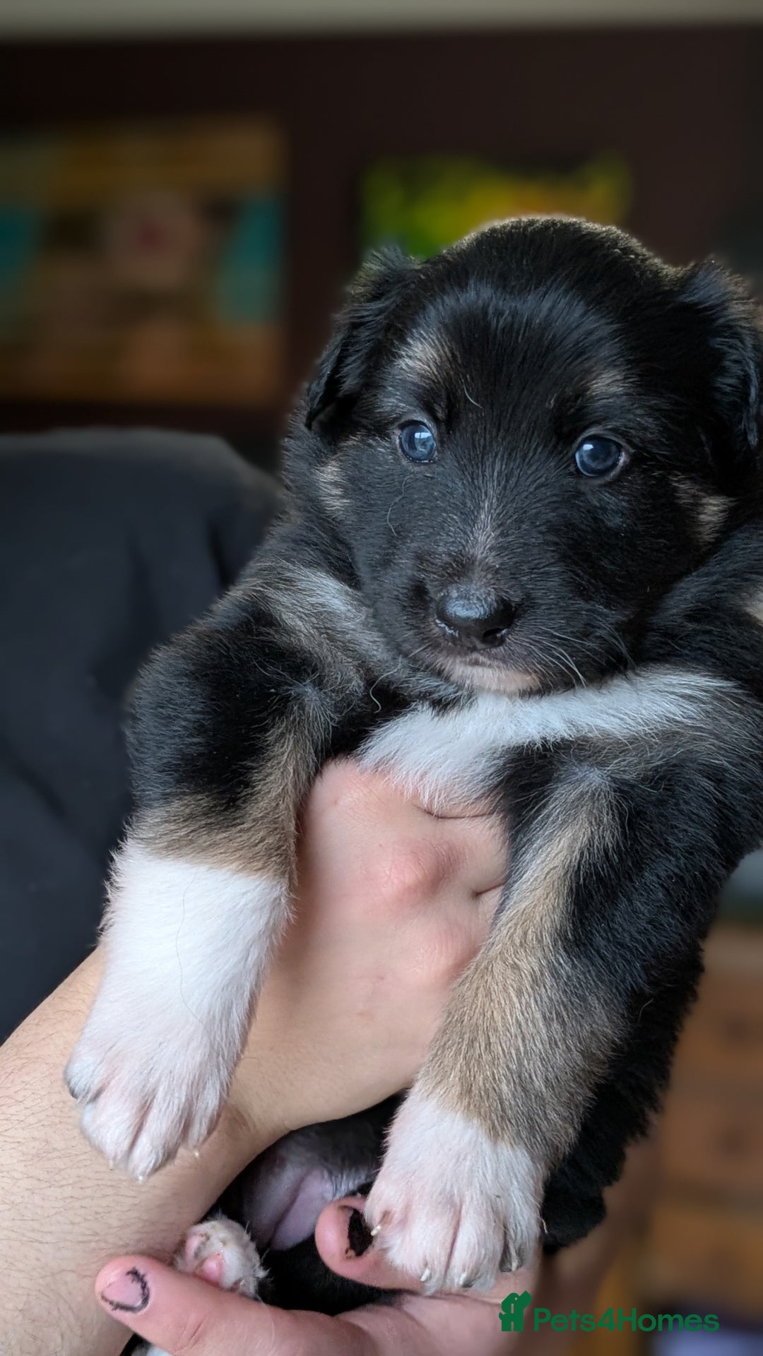 Mixed Breed dogs for sale: Shollie Pups Mid Feb! (German ShepxBorder Collie) - Advert 12