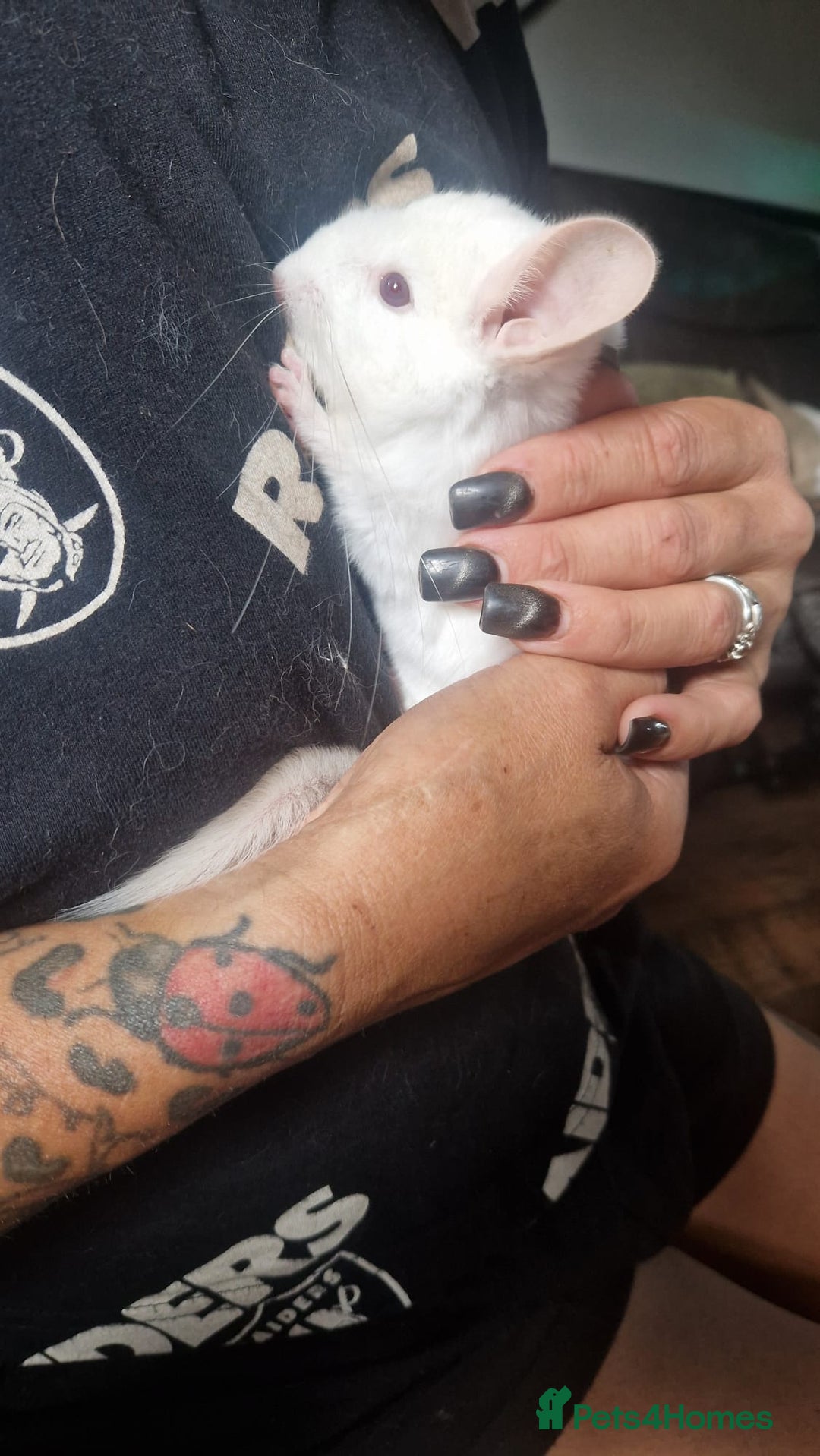 Chinchilla rodents for sale: Pink White albino chinchilla  - Image 2