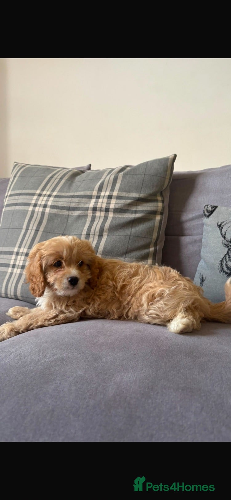 Cavapoo dogs Stunning cavapoo puppies  - Advert 1