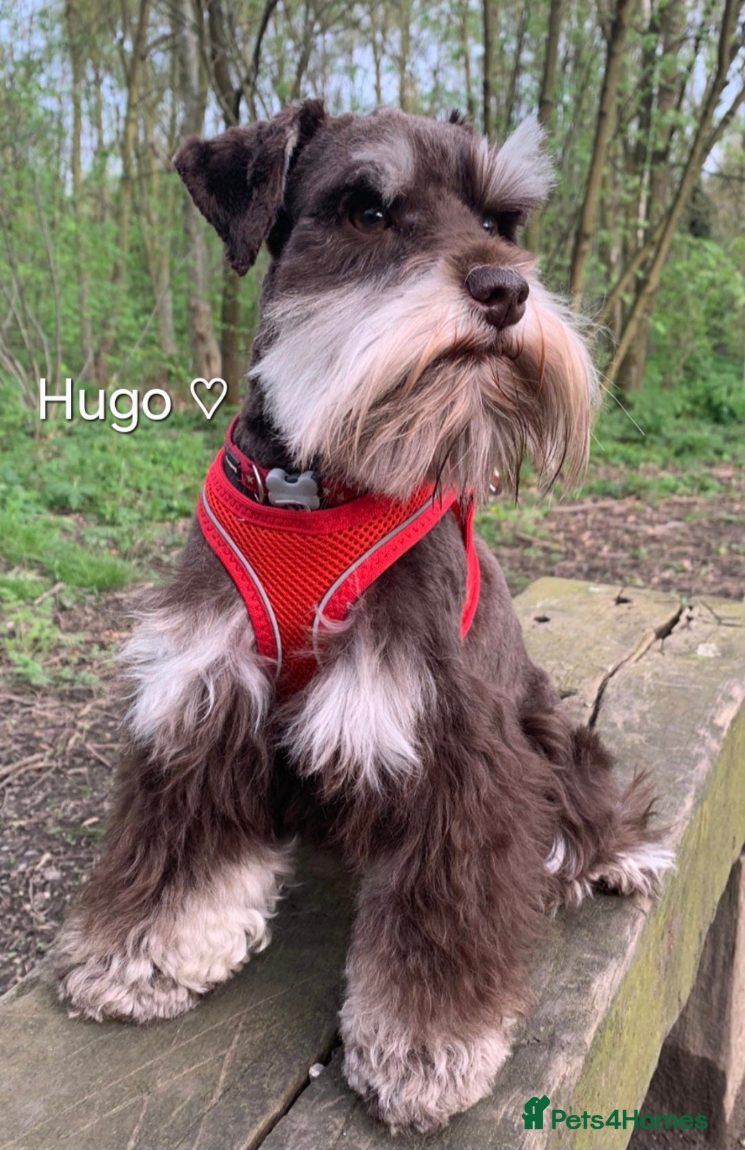 Miniature Schnauzer dogs for sale: Fantastic litter of Black and Silver pups K.C Reg - Advert 12