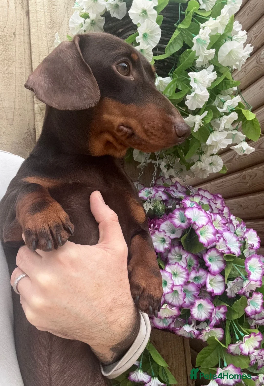 Miniature Dachshund dogs for sale: Meet Ronnie, the one year old cuddly MiniDachshund - Advert 2