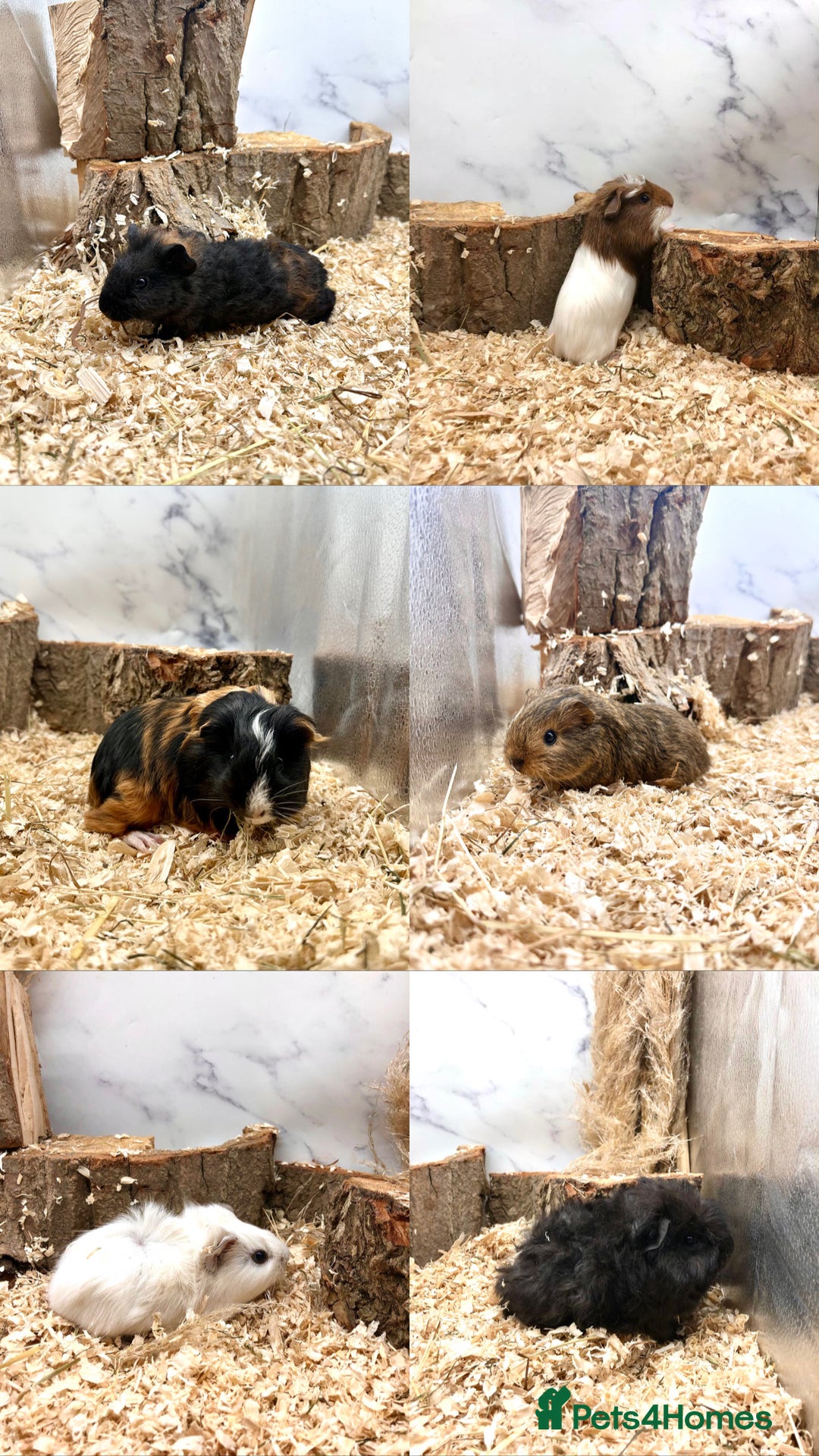 Guinea Pig rodents for sale: Multiple Baby Guinea Pigs For Sale 🥰💗 - Image 1