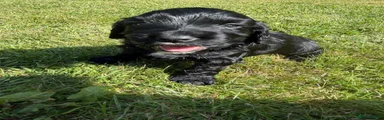 Cocker Spaniel 1